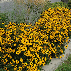 Sun-Loving Perennial Photo