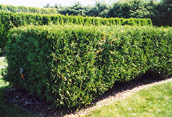 Techny Arborvitae (Thuja occidentalis 'Techny') at The Mustard Seed