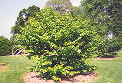 Common Witchhazel (Hamamelis virginiana) at The Mustard Seed