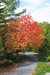 Sargent Cherry (Prunus sargentii) at The Mustard Seed