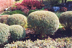 Dwarf Arctic Willow (Salix purpurea 'Gracilis') at The Mustard Seed