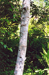 Whitespire Birch (Betula populifolia 'Whitespire') at The Mustard Seed