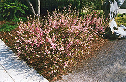 Double Pink Flowering Almond (Prunus glandulosa 'Rosea Plena') at The Mustard Seed