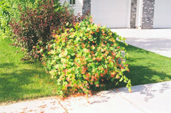 Mandarin Trumpet Honeysuckle (Lonicera 'Mandarin') at The Mustard Seed
