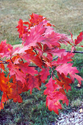 Red Oak (Quercus rubra) at The Mustard Seed