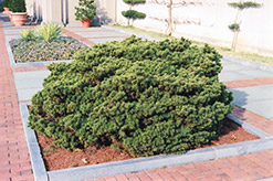 Dwarf Norway Spruce (Picea abies 'Nana') at The Mustard Seed