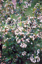 Black Chokeberry (Aronia melanocarpa) at The Mustard Seed