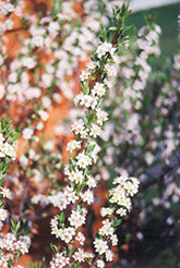 Western Sandcherry (Prunus besseyi) at The Mustard Seed
