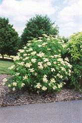 American Elder (Sambucus canadensis) at The Mustard Seed