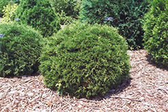 Hetz Midget Arborvitae (Thuja occidentalis 'Hetz Midget') at The Mustard Seed