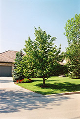 Golden Spice Pear (Pyrus ussuriensis 'Golden Spice') at The Mustard Seed