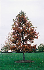 Swamp White Oak (Quercus bicolor) at The Mustard Seed
