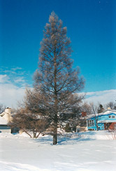 Tamarack (Larix laricina) at The Mustard Seed