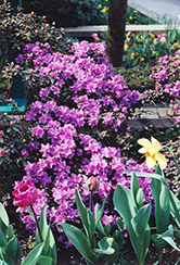 Ramapo Rhododendron (Rhododendron 'Ramapo') at The Mustard Seed