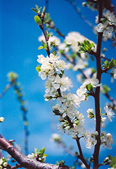 Mount Royal Plum (Prunus 'Mount Royal') at The Mustard Seed