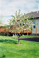 Evans Bali Cherry (Prunus 'Evans') at The Mustard Seed