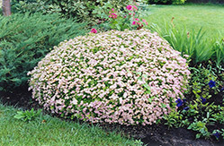 Little Princess Spirea (Spiraea japonica 'Little Princess') at The Mustard Seed
