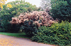 Smokebush (Cotinus coggygria) at The Mustard Seed