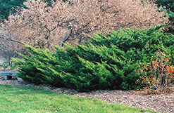 Sea Green Juniper (Juniperus chinensis 'Sea Green') at The Mustard Seed