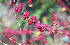 Coralberry (Symphoricarpos orbiculatus) at The Mustard Seed