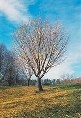 Autumn Gold Ginkgo (Ginkgo biloba 'Autumn Gold') at The Mustard Seed