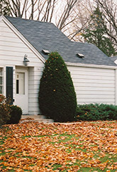 Upright Japanese Yew (Taxus cuspidata 'Capitata') at The Mustard Seed
