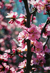 Flowering Plum (Prunus triloba) at The Mustard Seed