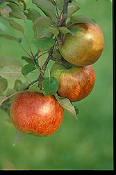 Fireside Apple (Malus 'Fireside') at The Mustard Seed