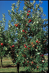 Zestar Apple (Malus 'Zestar') at The Mustard Seed