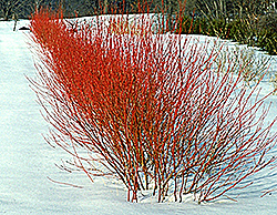 Cardinal Dogwood (Cornus sericea 'Cardinal') at The Mustard Seed