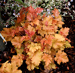 Marmalade Coral Bells (Heuchera 'Marmalade') at The Mustard Seed
