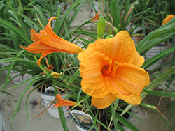 Endlesslily Orange Daylily (Hemerocallis 'DHEMORANGE') at The Mustard Seed