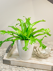 Living Lace Crissie Japanese Bird's Nest Fern (Asplenium antiquum 'Crissie') at The Mustard Seed