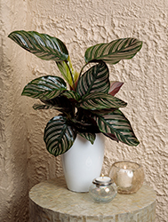 Color Full Sanderiana Pinstripe Calathea (Calathea ornata 'Sanderiana') at The Mustard Seed
