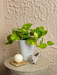 Beautifall Hawaiian Pothos (Epipremnum aureum 'Hawaiian') at The Mustard Seed