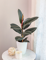 Chroma Abidjan Rubber Plant (Ficus elastica 'Abidjan') at The Mustard Seed