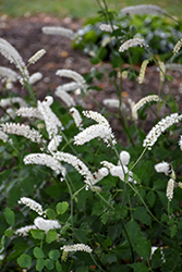 American Bugbane (Actaea racemosa) at The Mustard Seed