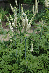 American Bugbane (Actaea racemosa) at The Mustard Seed