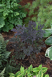 Chocoholic Bugbane (Actaea racemosa 'Chocoholic') at The Mustard Seed