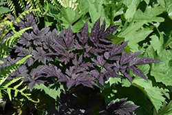 Pink Spike Bugbane (Actaea racemosa 'Pink Spike') at The Mustard Seed