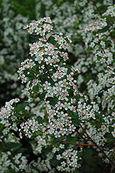 Black Chokeberry (Aronia melanocarpa var. elata) at The Mustard Seed