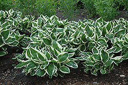 Minuteman Hosta (Hosta 'Minuteman') at The Mustard Seed
