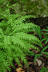 Northern Maidenhair Fern (Adiantum pedatum) at The Mustard Seed