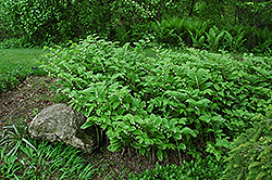 Variegated Solomon's Seal (Polygonatum odoratum 'Variegatum') at The Mustard Seed