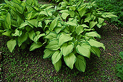 Gold Standard Hosta (Hosta 'Gold Standard') at The Mustard Seed