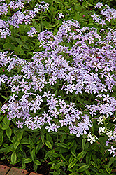 Woodland Phlox (Phlox divaricata) at The Mustard Seed