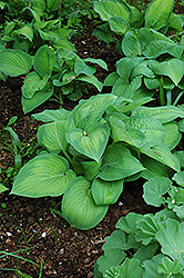 Paul's Glory Hosta (Hosta 'Paul's Glory') at The Mustard Seed