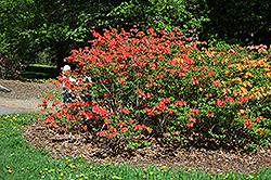 Mandarin Lights Azalea (Rhododendron 'Mandarin Lights') at The Mustard Seed