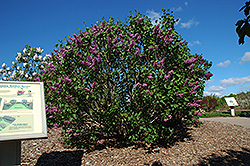 Sensation Lilac (Syringa vulgaris 'Sensation') at The Mustard Seed