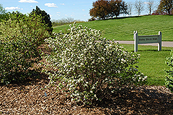 Autumn Magic Black Chokeberry (Aronia melanocarpa 'Autumn Magic') at The Mustard Seed